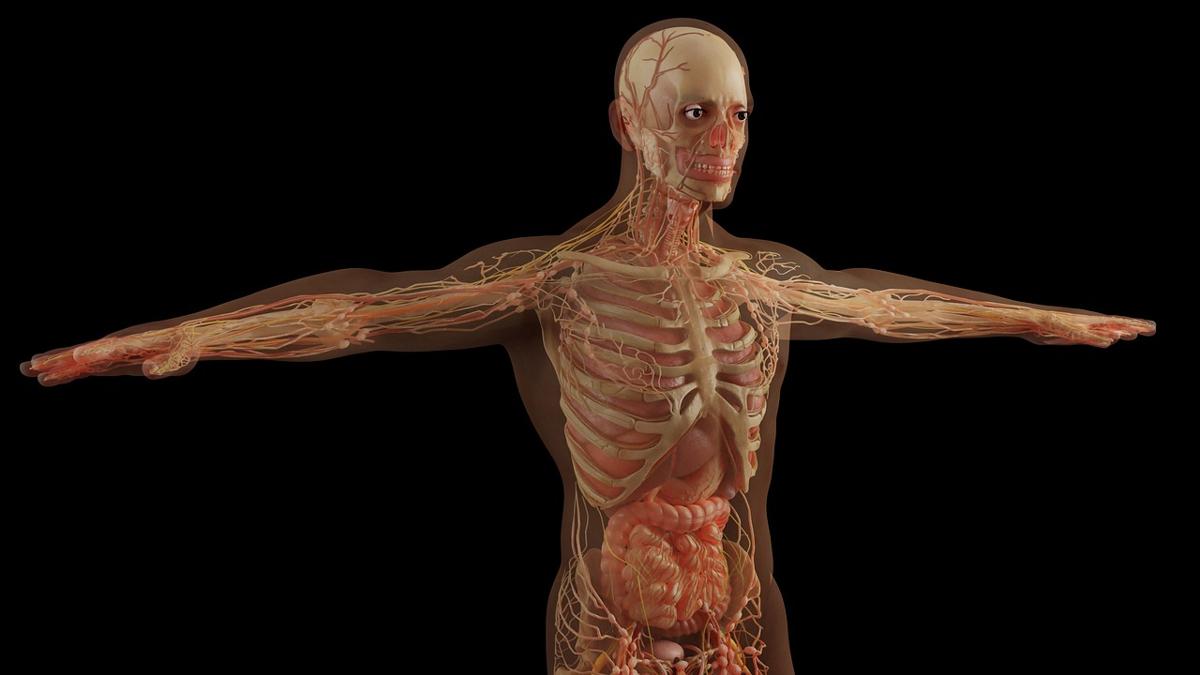 Medical graphic illustrating kidney filtering blood vessels
